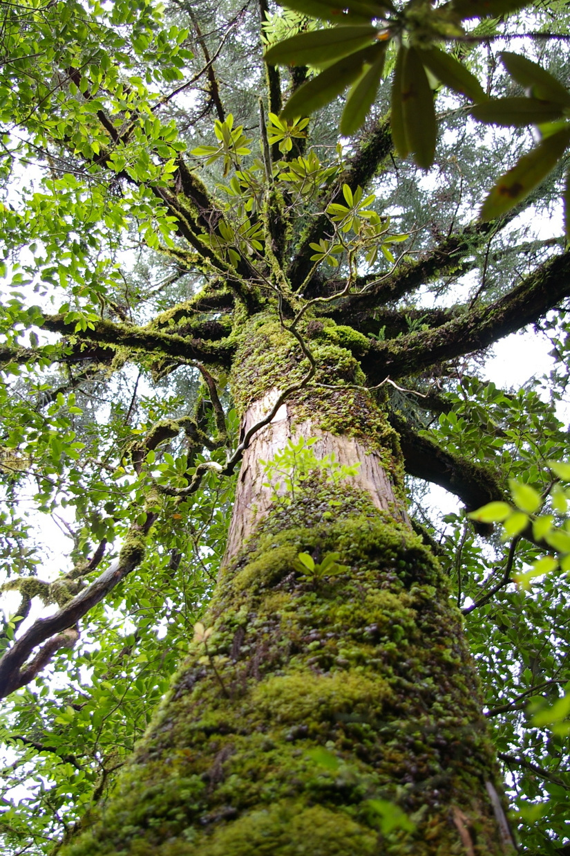 G.マーラー&A. マーラー